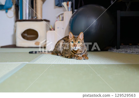 Bengal Cat 129529563