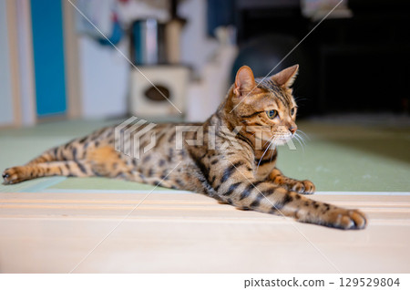 A cat to relax 129529804