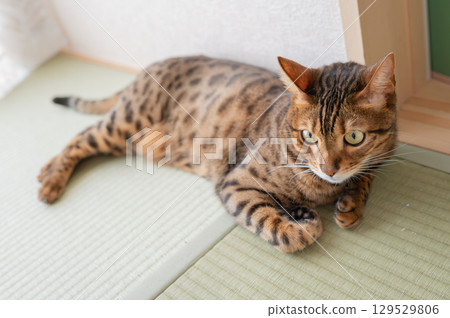 A cat to relax A cat to relax 129529806