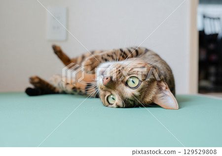 A cat to relax 129529808