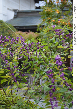Japanese beautyberry @Kyoto Autumn flower, Murasakishikibu (Murasakishikibu) @Autumn Kyoto Trip 129529948