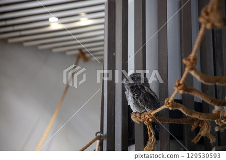 Owl viewing far away 129530593