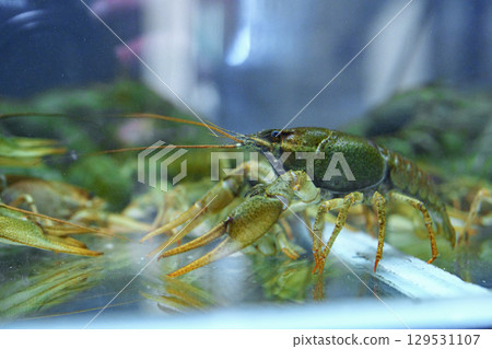 Crawfish displayed in a tank at a seafood market in the afternoon light during a busy weekend 129531107