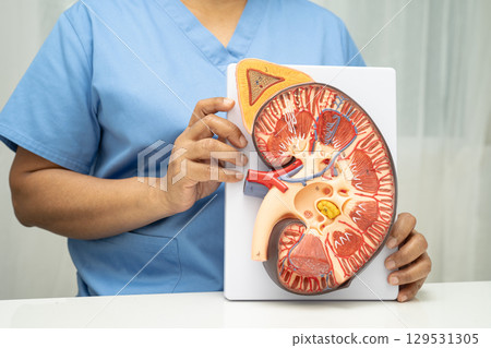 Kidney disease, Chronic kidney disease ckd, Doctor hold human model to treat and study in hospital. Kidney disease, Chronic kidney disease ckd, Doctor hold human model to treat and study in hospital. 129531305