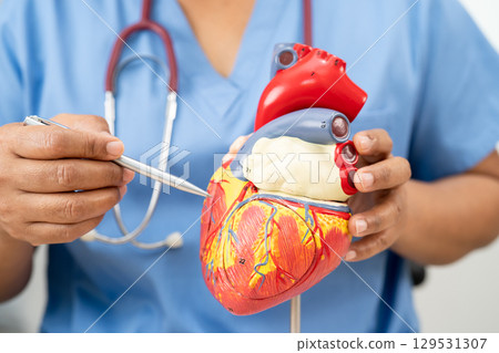 Cardiovascular disease CVD, Asian doctor holding human anatomy model for learn and treat heart disease. 129531307