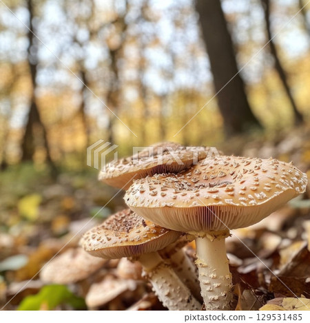 close up of mushrooms in autumn forest 129531485