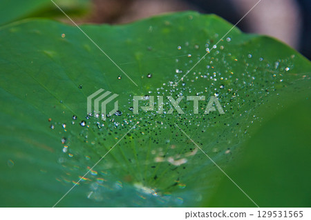 寺廟內盛開的蓮花 129531565