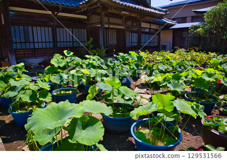 寺廟內盛開的蓮花 129531566