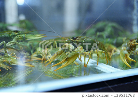 Freshwater crayfish displayed in aquarium showcasing vibrant green shells and lively movements Freshwater crayfish displayed in aquarium showcasing vibrant green shells and lively movements 129531768