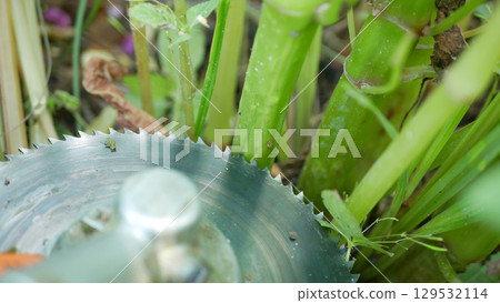 Brush cutter himalayan balsam grass cutting blade detail cute toothed disc for mowing Impatiens glandulifera close-up removal trimming cleaning mow trim knife bloom close-up flower pink blossom 129532114