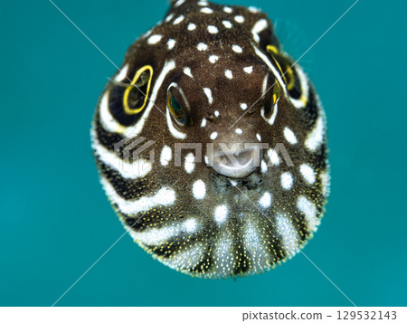 幼年南方河豚 129532143