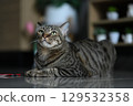 A tabby cat sitting and lying down with a friendly posture 129532358