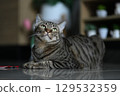 A tabby cat sitting and lying down with a friendly posture 129532359