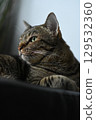 A tabby cat sitting and lying down with a friendly posture 129532360