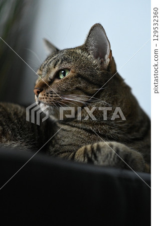 A tabby cat sitting and lying down with a friendly posture 129532360
