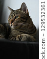 A tabby cat sitting and lying down with a friendly posture 129532361
