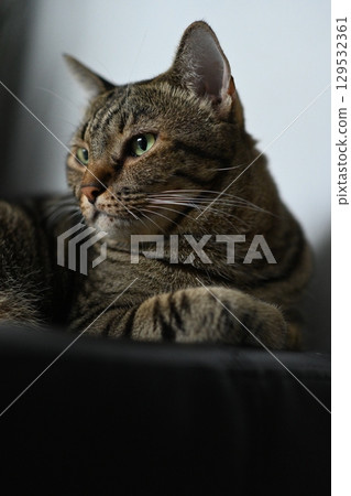 A tabby cat sitting and lying down with a friendly posture 129532361