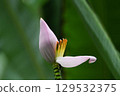 The original species of edible banana, Musa parvisiana, has beautiful yellow flowers on a pale pink capsule. 129532375