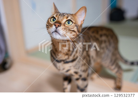 可愛的孟加拉貓 129532377