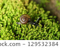 A snail is crawling on the green fern-covered ground. 129532384