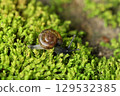 A snail is crawling on the green fern-covered ground. 129532385