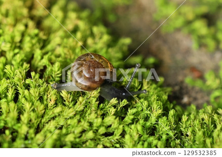 A snail is crawling on the green fern-covered ground. 129532385