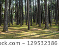 a forest of pine trees 129532386