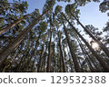 a forest of pine trees 129532388