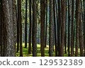 a forest of pine trees 129532389