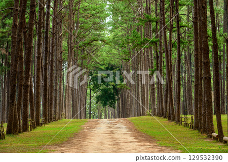 a forest of pine trees a forest of pine trees 129532390