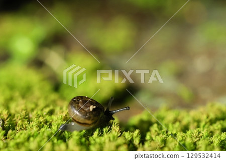 A snail is crawling on the green fern-covered ground. 129532414