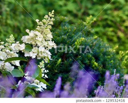 Blooming white hydrangea and blurred purple lavender in the foreground, with a lush green coniferous bush in the background. A beautiful garden scene in summer Blooming white hydrangea and blurred purple lavender in the foreground, with a lush green coniferous bush in the background. A beautiful garden scene in summer 129532416