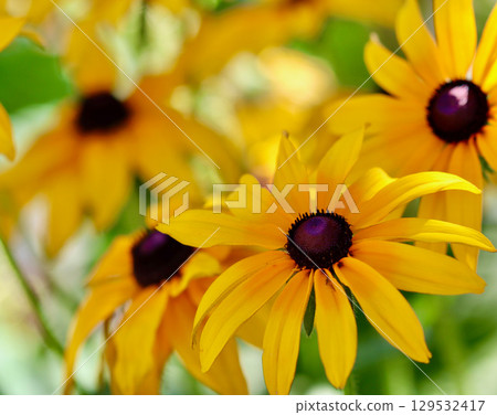 A close-up view of bright yellow Rudbeckia, black-eyed Susan, flowers with a shallow depth of field, highlighting the beautiful petals and dark centers. A close-up view of bright yellow Rudbeckia, black-eyed Susan, flowers with a shallow depth of field, highlighting the beautiful petals and dark centers. 129532417