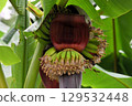 The large purple-brown bracts are surrounded by many banana flowers, making for an interesting sight. 129532448