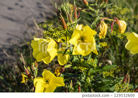 Biennial evening primrose, beautiful edible wild plant, root with a ham flavor, oenothera biennis Biennial evening primrose, beautiful edible wild plant, root with a ham flavor, oenothera biennis 129532600