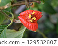 Also known as Hot Lips, this plant has cute yellow flowers in its bracts that resemble bright red lips. 129532607