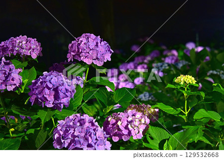 Hydrangea light up 129532668