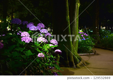 Hydrangea light up 129532669