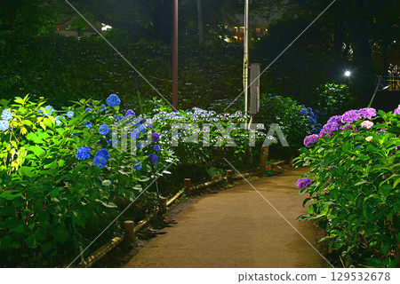 繡球花點亮 129532678