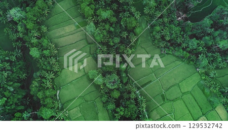 Lush green rice paddies separated by palm trees and tropical vegetation create a stunning aerial view in Ubud, Bali, Indonesia, a popular tourist destination known for its natural beauty Lush green rice paddies separated by palm trees and tropical vegetation create a stunning aerial view in Ubud, Bali, Indonesia, a popular tourist destination known for its natural beauty 129532742