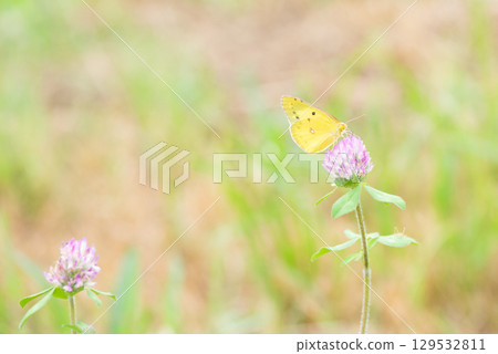 A Colias butterfly feeding on nectar from red clover flowers A Colias butterfly feeding on nectar from red clover flowers 129532811