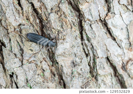 Sesi-naga Chimawari 129532829