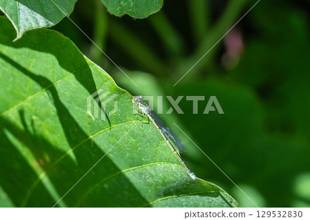 Affiliation 129532830