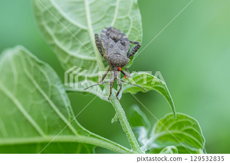 Hojoki bug 129532835