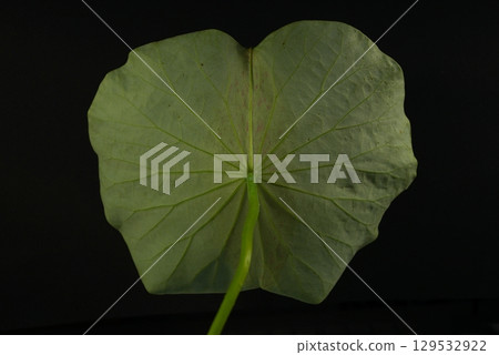 Tea Bowl Lotus Leaf 20250801 129532922