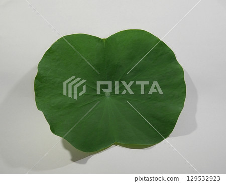 Tea Bowl Lotus Leaf 20250802 Tea Bowl Lotus Leaf 20250802 129532923