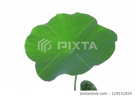 Tea Bowl Lotus Leaf 20250803 Tea Bowl Lotus Leaf 20250803 129532924