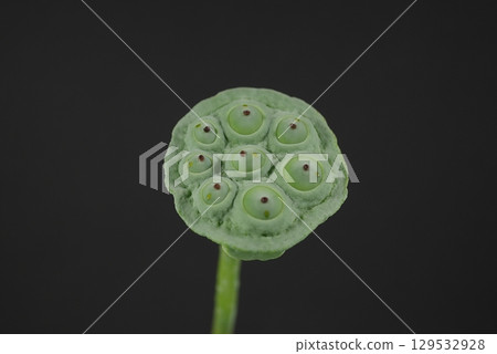 茶碗蓮花托 20250804 129532928