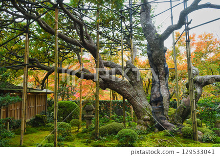 大原寶泉院 五葉松 京都府京都市左京區 129533041