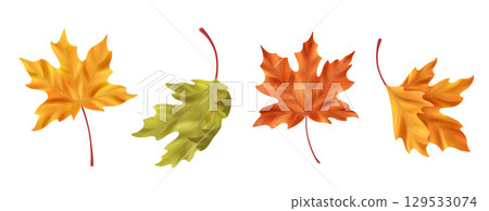 Realistic maple leaf collection 129533074
